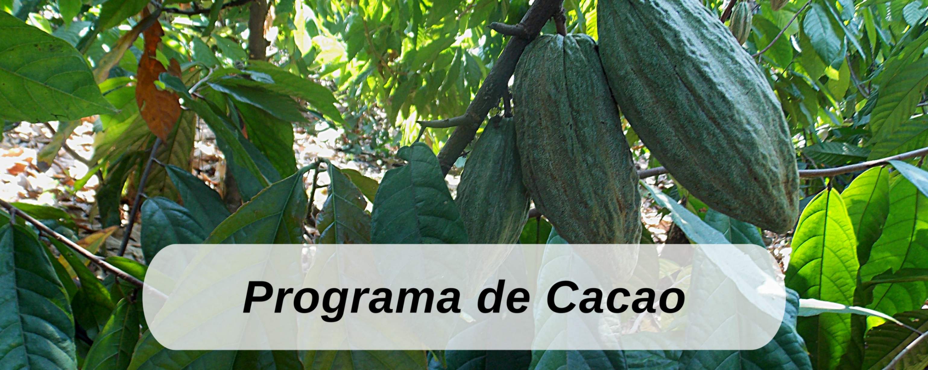 cacao ICTA Guatemala